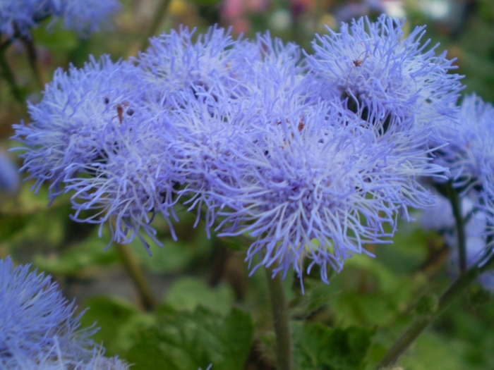 Ageratum houstonianum image