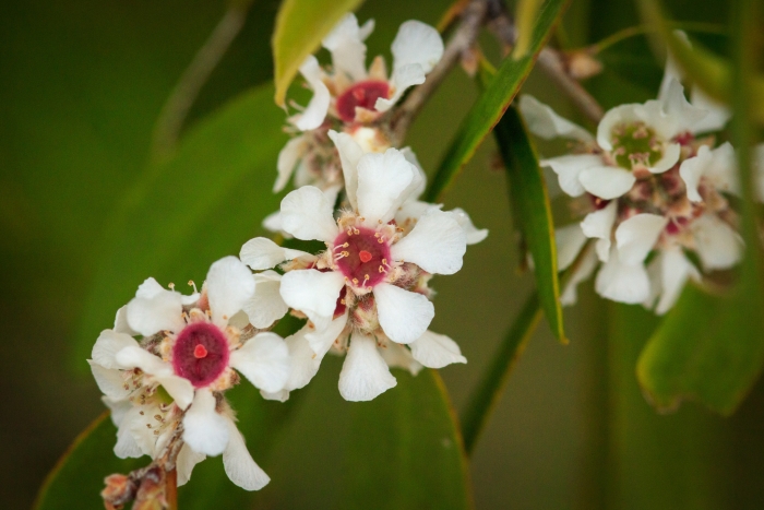 Agonis flexuosa image