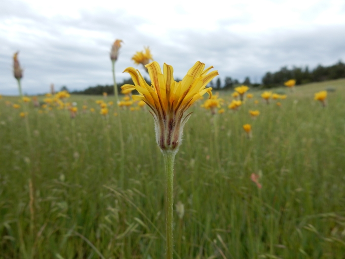 Agoseris glauca image