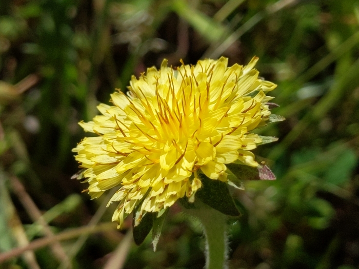 Agoseris grandiflora image