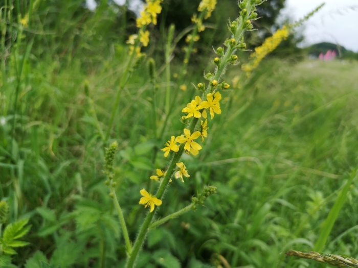 Agrimonia eupatoria image