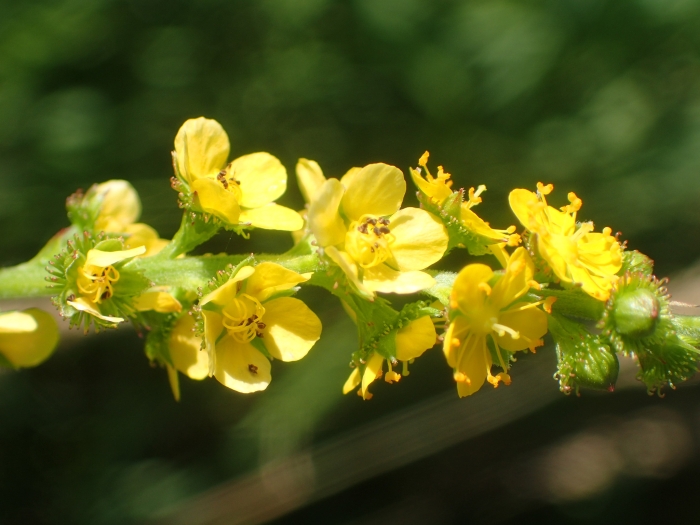 Agrimonia striata image