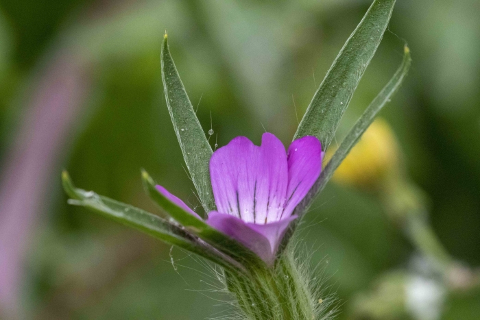 Agrostemma githago image