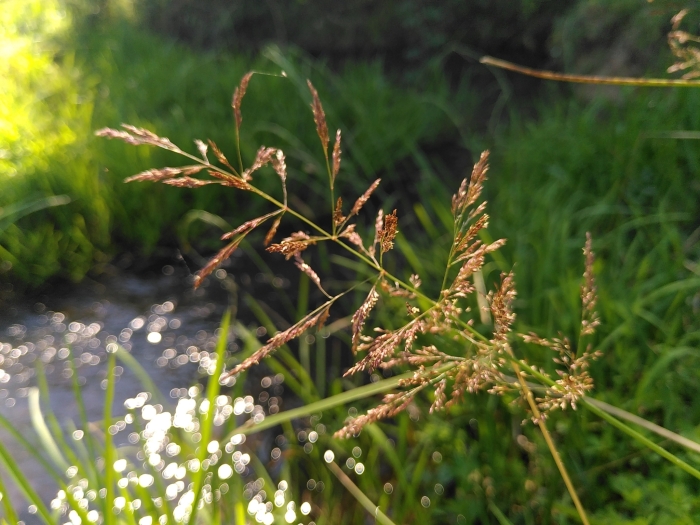 Agrostis canina image