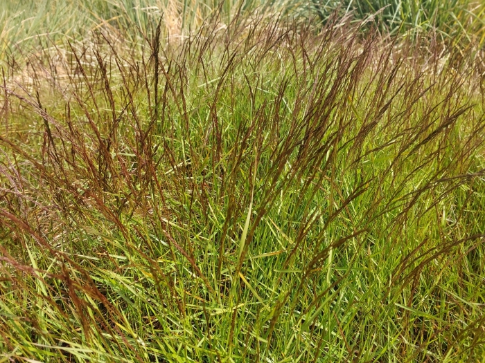 Agrostis capillaris image