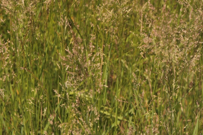 Agrostis castellana image