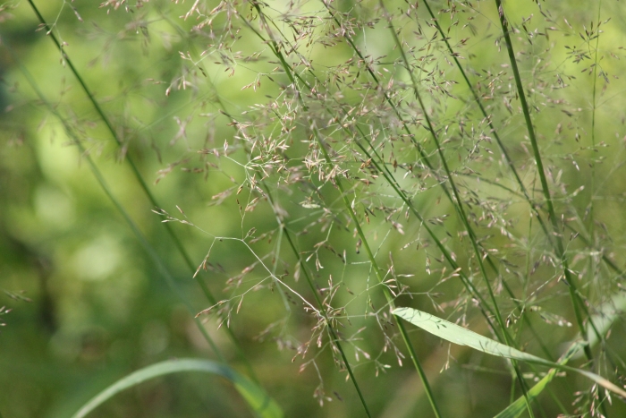 Agrostis gigantea image