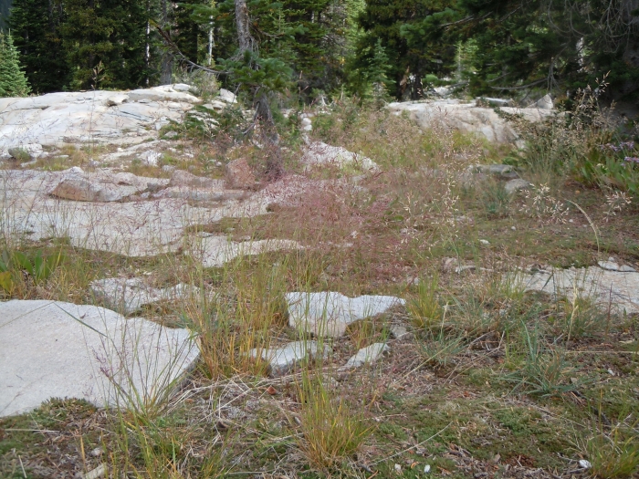 Agrostis idahoensis image