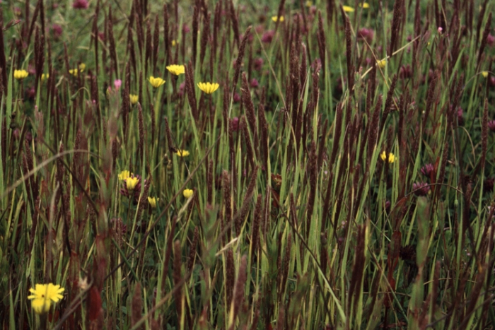 Agrostis microphylla image