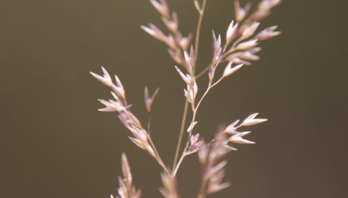 Agrostis pallens image