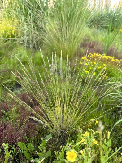 Agrostis variabilis image