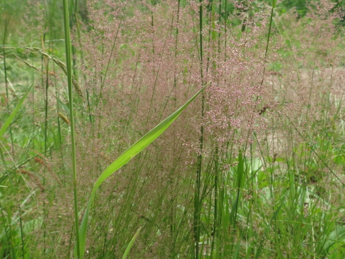 Agrostis vinealis image