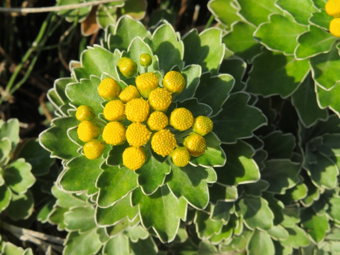 Ajania pacifica image