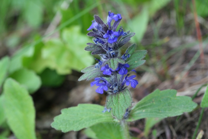 Ajuga genevensis image