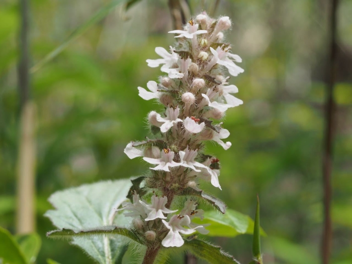 Ajuga nipponensis image