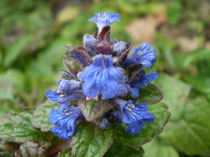 Ajuga reptans image