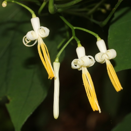Alangium platanifolium image