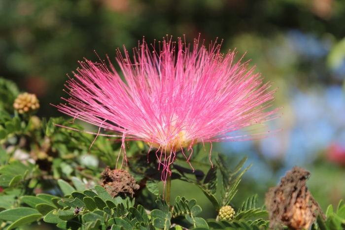 Albizia julibrissin image