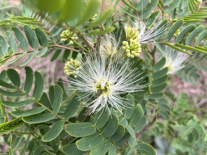 Albizia kalkora image