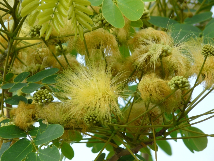 Albizia lebbeck image
