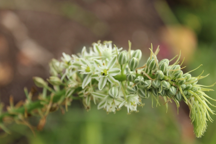 Albuca bracteata image