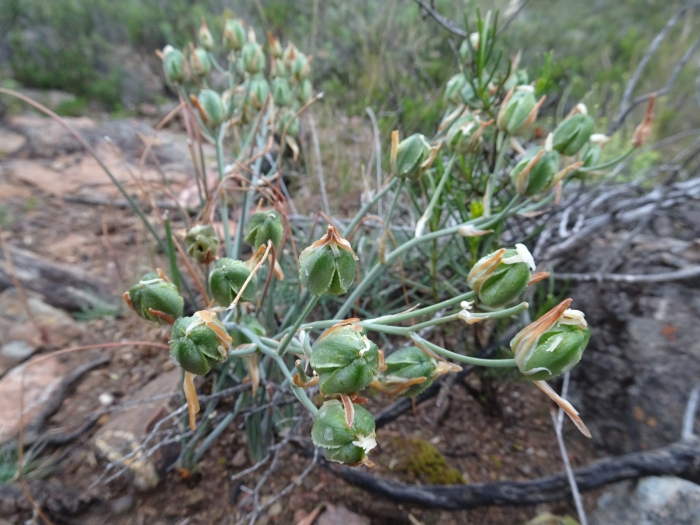 Albuca setosa image