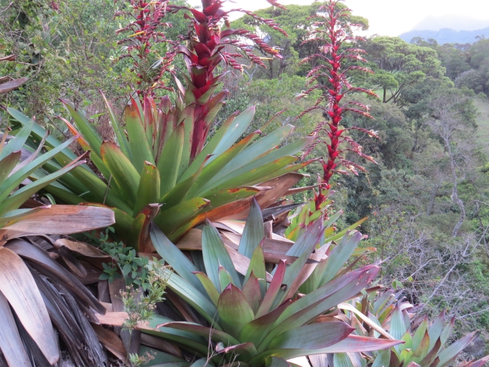 Alcantarea imperialis image