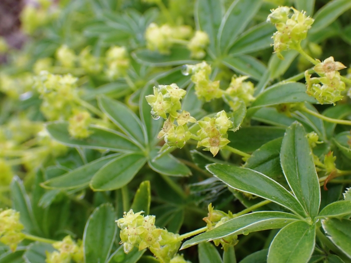 Alchemilla alpina image