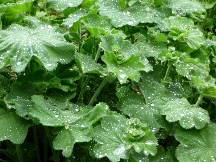 Alchemilla vulgaris image
