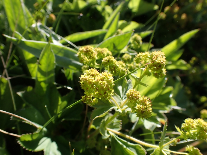 Alchemilla xanthochlora image