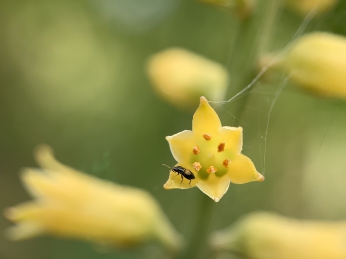 Aletris lutea image