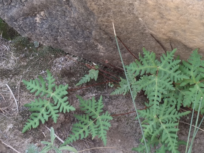 Aleuritopteris argentea image