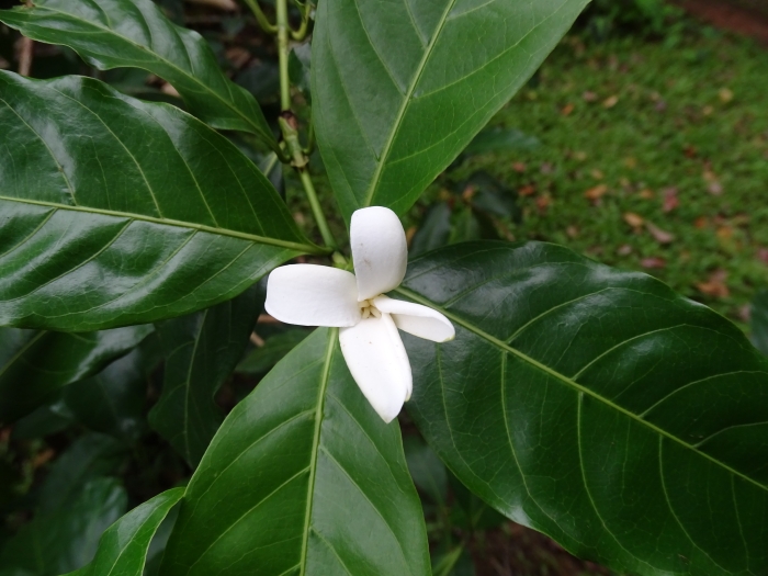 Alibertia edulis image