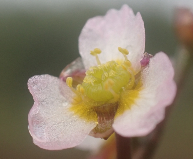 Alisma gramineum image