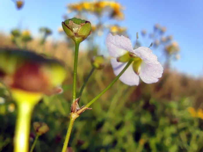Alisma lanceolatum image