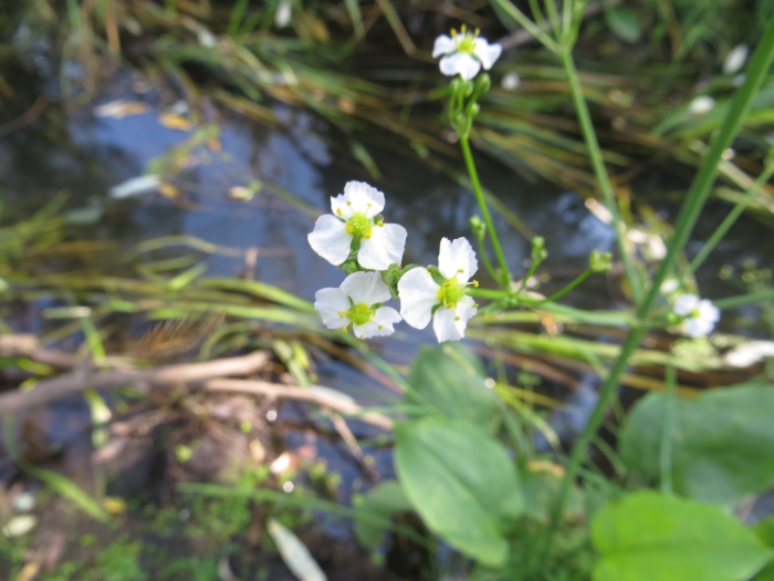 Alisma plantago-aquatica image