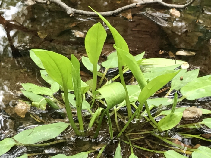 Alisma subcordatum image