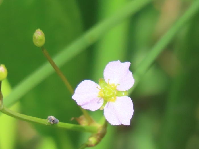 Alisma triviale image