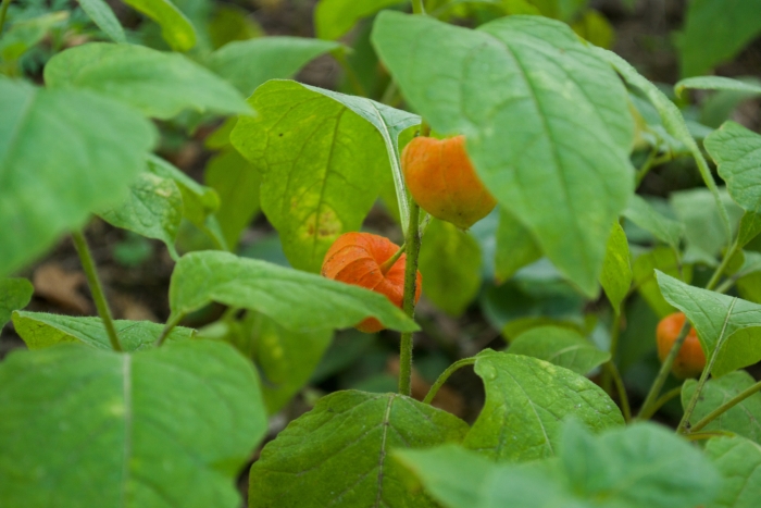 Physalis alkekengi image