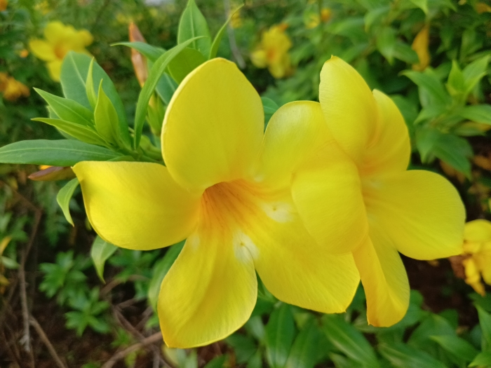 Allamanda cathartica image