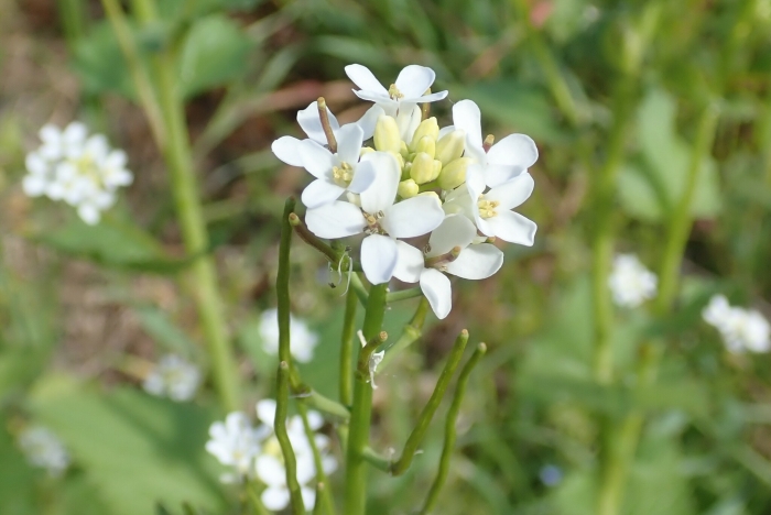 Alliaria petiolata image