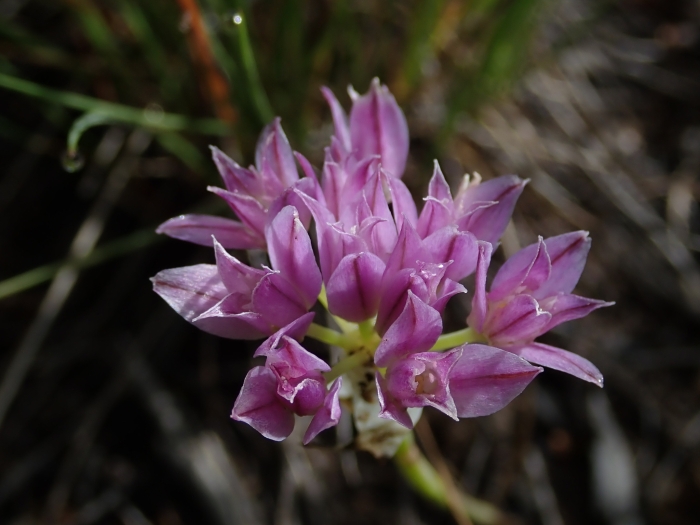 Allium acuminatum image