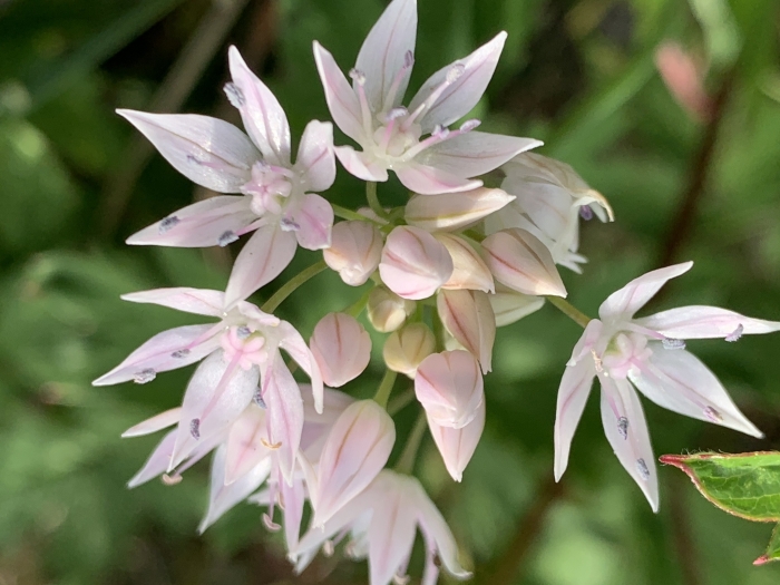 Allium amplectens image