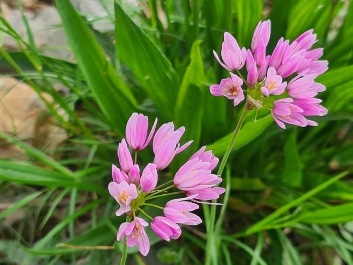 Allium angulosum image