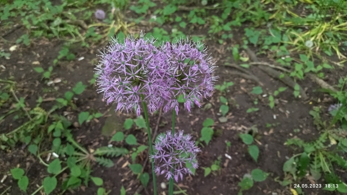 Allium caeruleum image