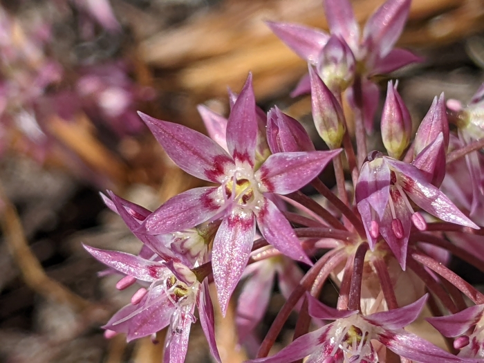 Allium campanulatum image