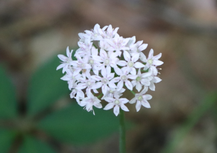 Allium canadense var. mobilense image