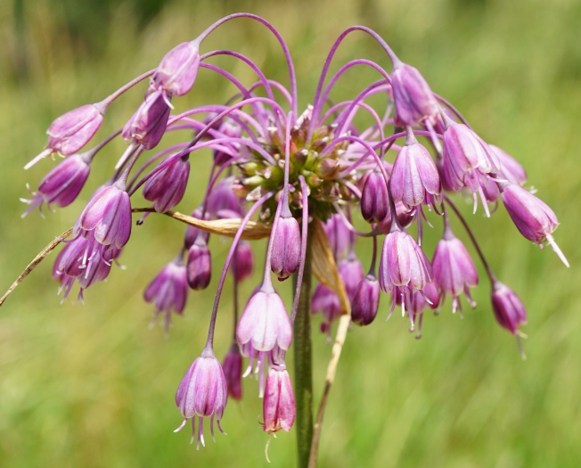 Allium carinatum image
