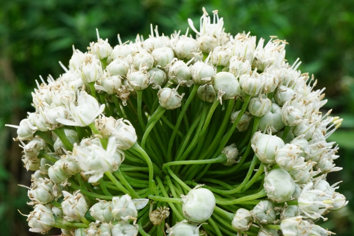 Allium cepa image