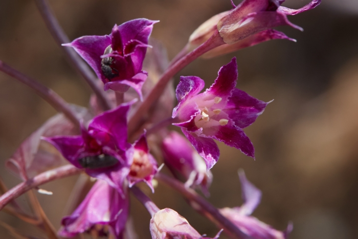 Allium crispum image